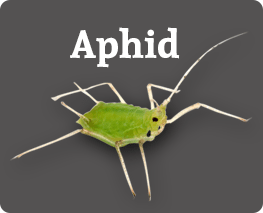 Aphid Treatment,  Turlock,  BJ's Consumer's Choice Pest Control