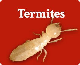 Termite Inspection Turlock,  BJ's Consumer's Choice Pest Control